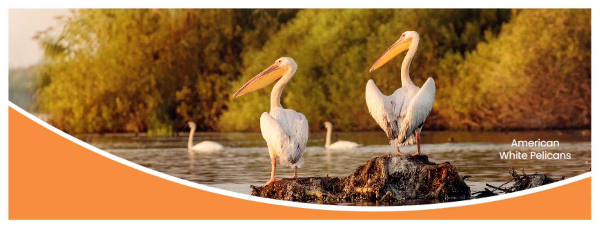 Image showing Birding