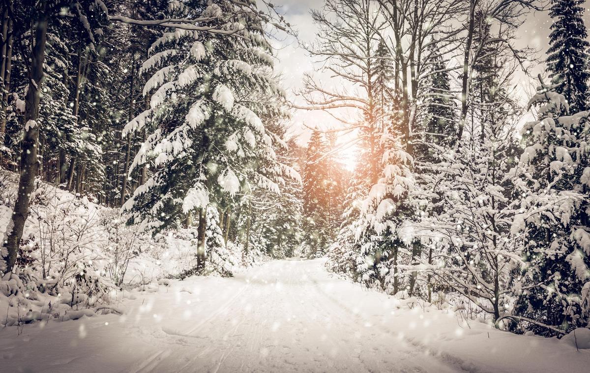 Memorial Tree Lighting Ceremony