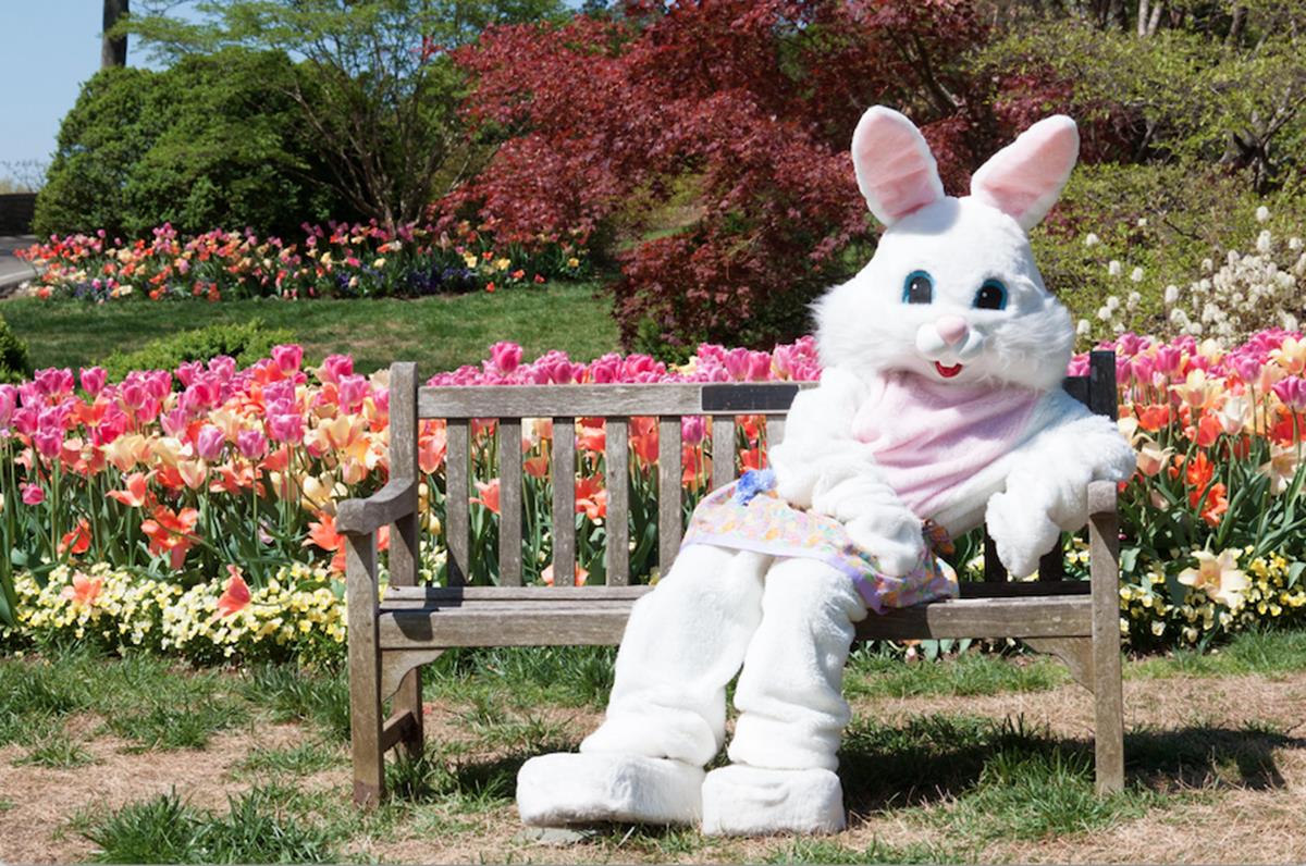 Breakfast with the Bunny