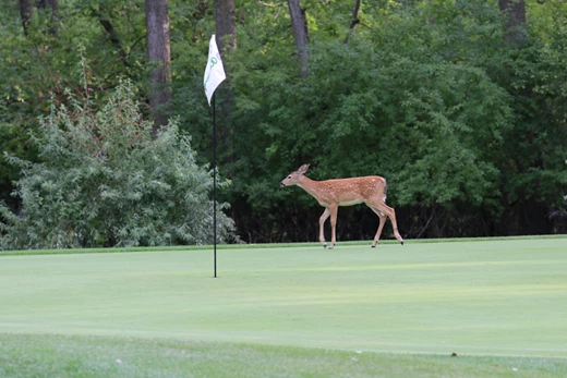 Riverwood Golf Course image 